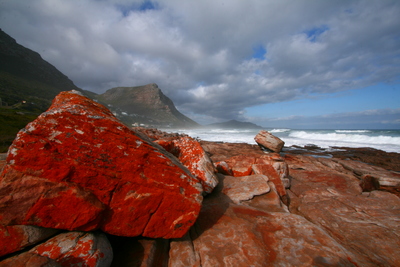 cape town, picture 4: lichen. click on the image to go to the next picture